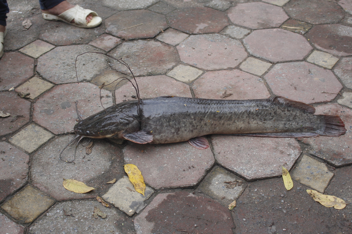 Con cá trê nặng khoảng 4 kg.