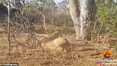 Lon rung bi dan su tu danh hoi dong, loi ra khoi hang an thit-Hinh-2