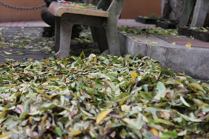 Theo phản ánh của những người dân sinh sống nơi đây cho hay, hàng cây sưa này có cách đây khoảng 30 năm về trước, nhiều người dân được hưởng lợi ích từ hàng cây này, đặc biệt trong những ngày nắng nóng oi bức, hàng cây gỗ quý này đã làm giảm phần nào nhiệt độ nắng nóng của Thủ đô trong những ngày hè.