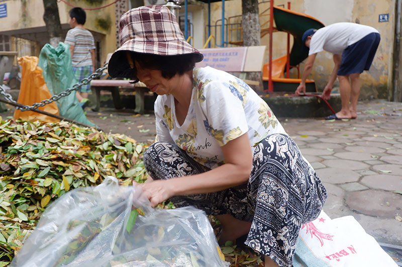 Theo ghi nhận của PV báo Kiến Thức, chiều ngày 23/8, tại khu vực này lượng lá rụng dày đặc phủ kín vỉa hè, con đường đi lại, cũng như những phương tiện đậu đỗ tại đây cũng bị phủ kín lá. Hàng cây này có đến 3 cây gỗ sưa, có đường kính khoảng 30 đến 40cm, cao khoảng 15 đến 20m cùng một số cây khác.
