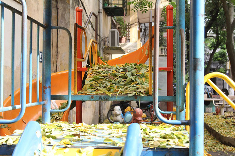 Tuy nhiên, điểm khác biệt ở đây là chỉ có hàng cây sưa (3 cây) là có hiện tượng vàng và rụng lá dày đặc, các cành cây không có hiện tượng đổ gãy hay xâm phạm.