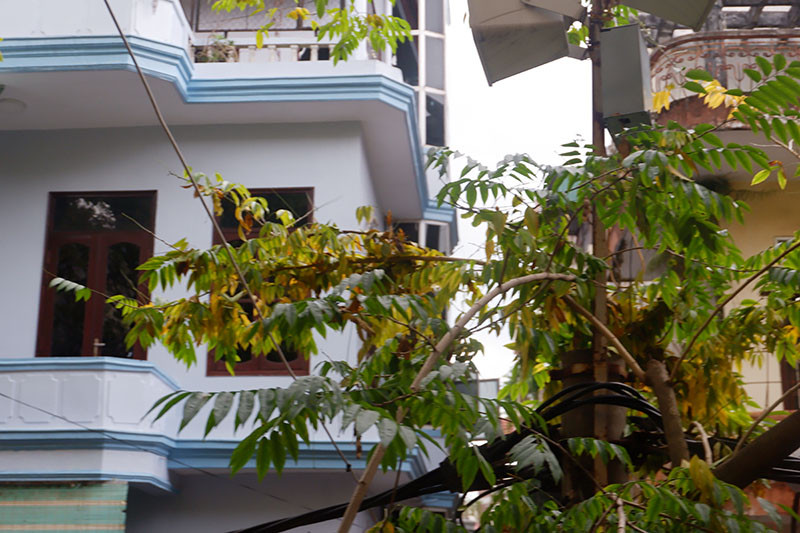 Nhưng lượng lá rụng ngày một nhiều khiến người dân nơi đây cảm thấy bất an và hoài nghi về “sức khỏe” cũng như “số phận” của những cây gỗ quý này.