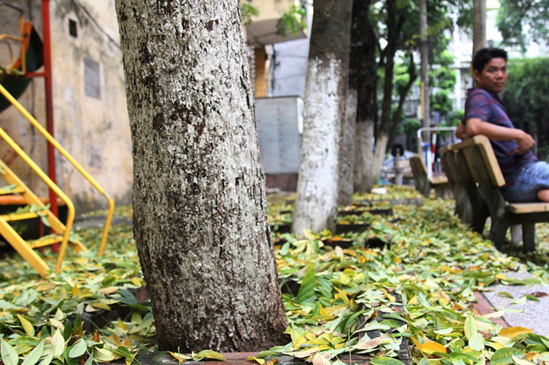 Các hộ dân nơi đây, mong muốn các cơ quan chức năng nhanh chóng vào cuộc làm rõ nguyên nhân, khẩn trương có những biện pháp cấp bách “cấp cứu” lấy hàng cây sưa tiền tỷ này.
