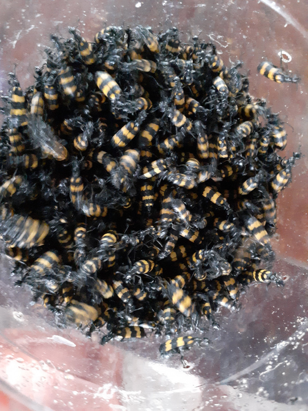 Nguoi Trung Quoc xuat hien o Tay Nguyen mua con trung gia cao gay xon xao-Hinh-2