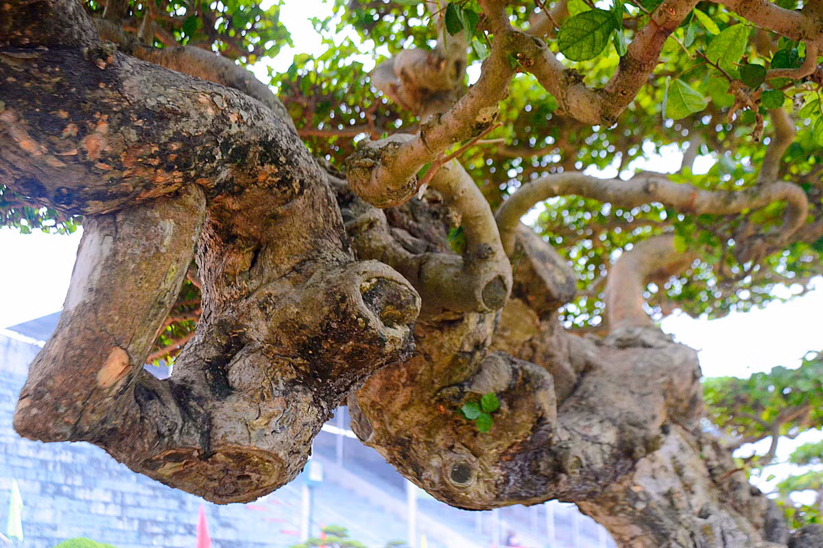 Thân của cây duối xù xì, cổ kính, mang đậm dấu ấn của những năm tháng thời gian.