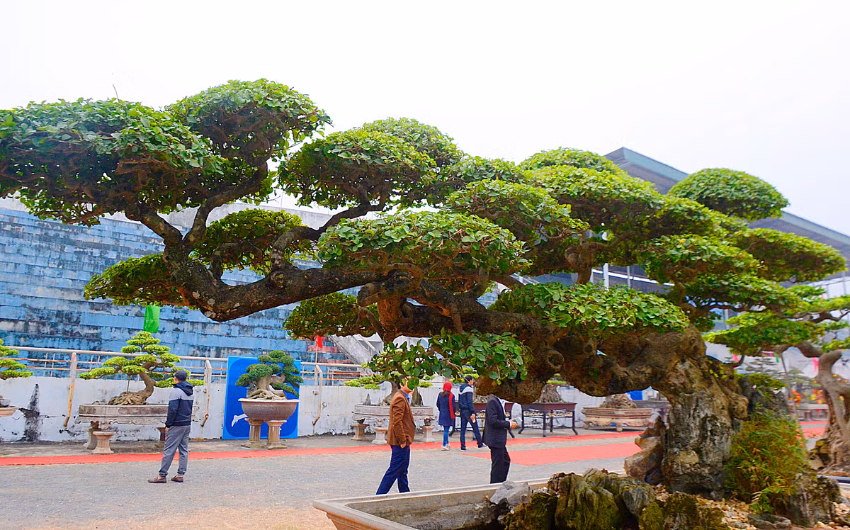 Thân uốn cong hạ thấp, các chi xòe ra bốn phía làm chân và mây, ngọn ngã về phía sau làm đuôi rồng