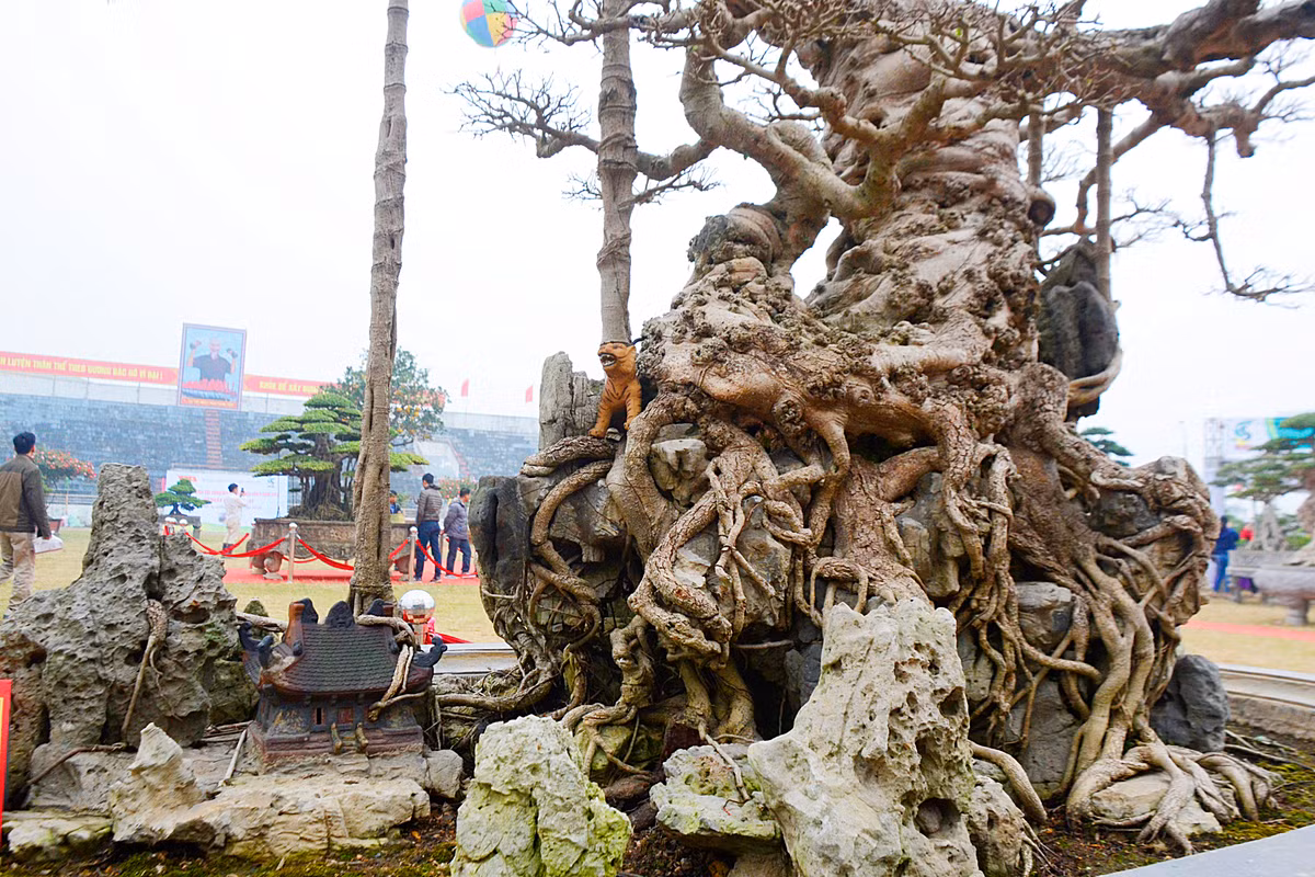 ... và bám chặt vào những phiến đá rêu phong.