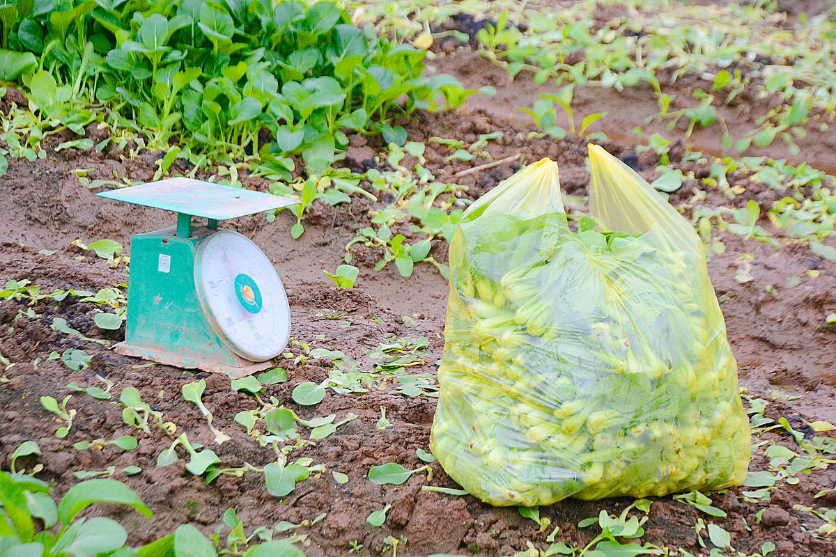 Rau thu hoạch đến đâu được bà con bỏ vào túi lớn.