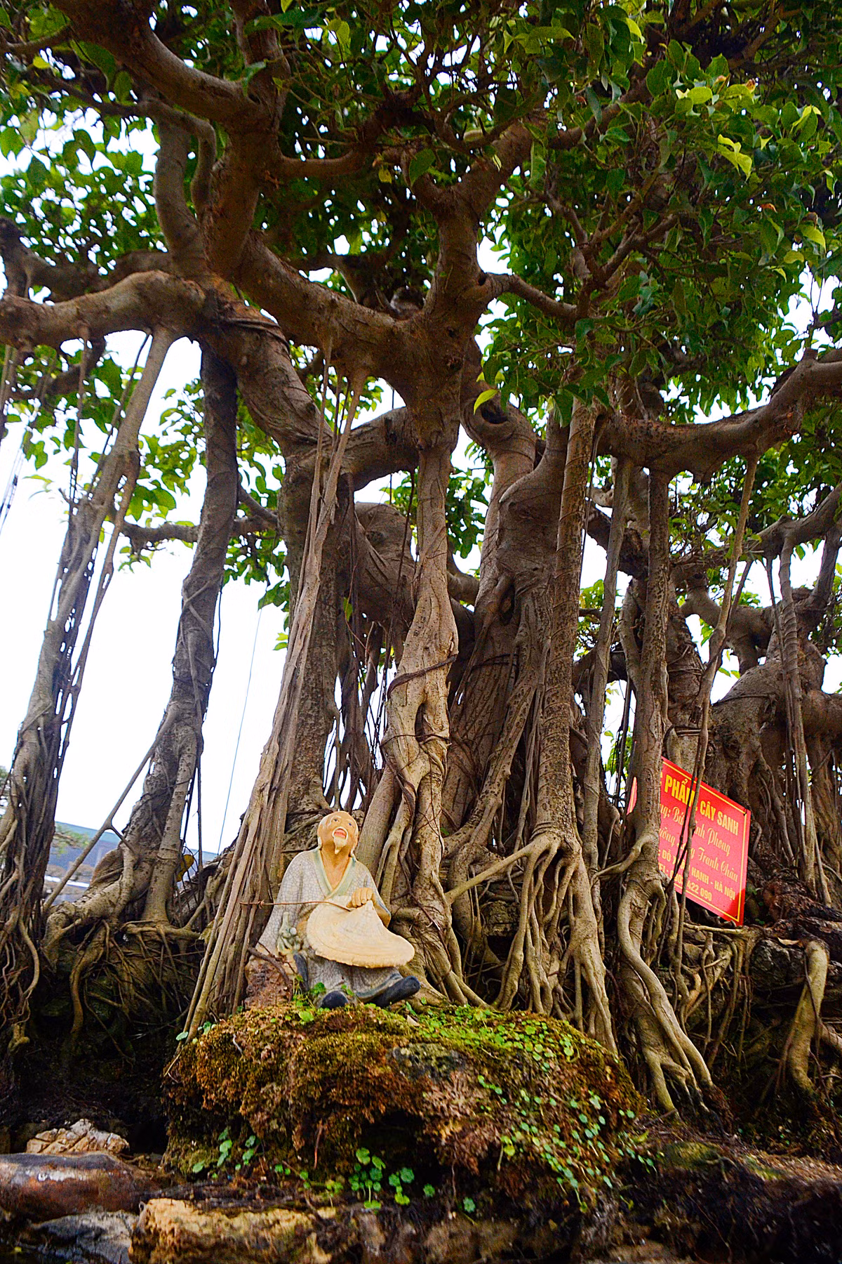 Thân cây uyển chuyển, bộ rễ hòa quyện vào nhau.