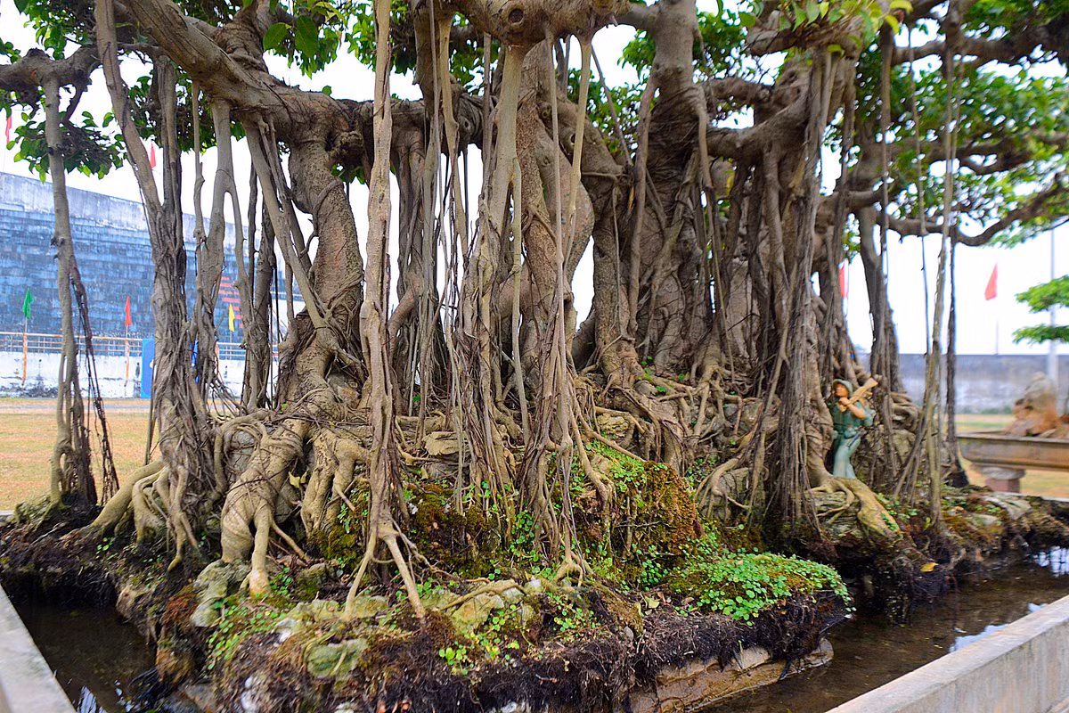Bộ gốc, rễ của cây sanh cổ thụ nổi hẳn lên mặt đất, ôm chặt vào những hòn đá.