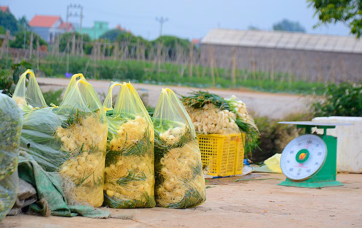 Sau đó cân luôn tại vườn cho các thương lái.