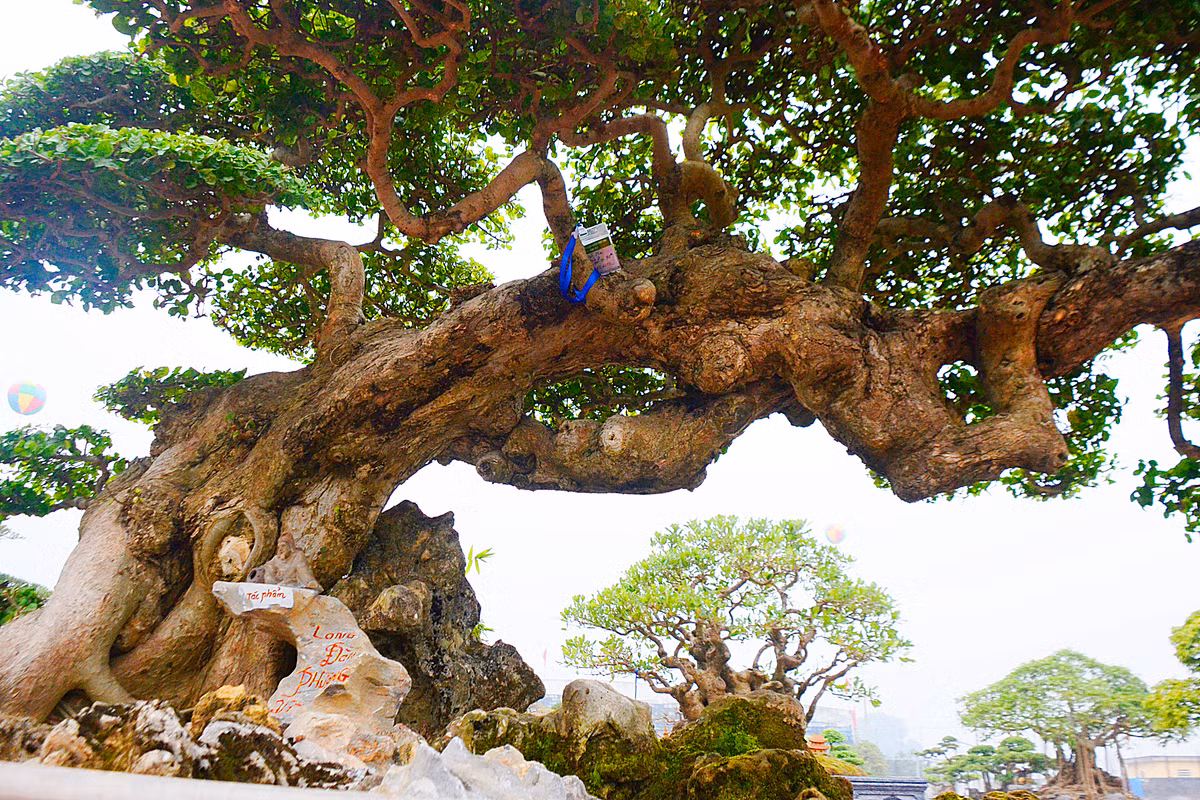 Nhìn tổng thế, thân cây như hai con rồng cuốn vào nhau đang bay hướng lên trời. Cành thì tạo thành 9 con phượng đang nhảy múa trên lưng con rồng.