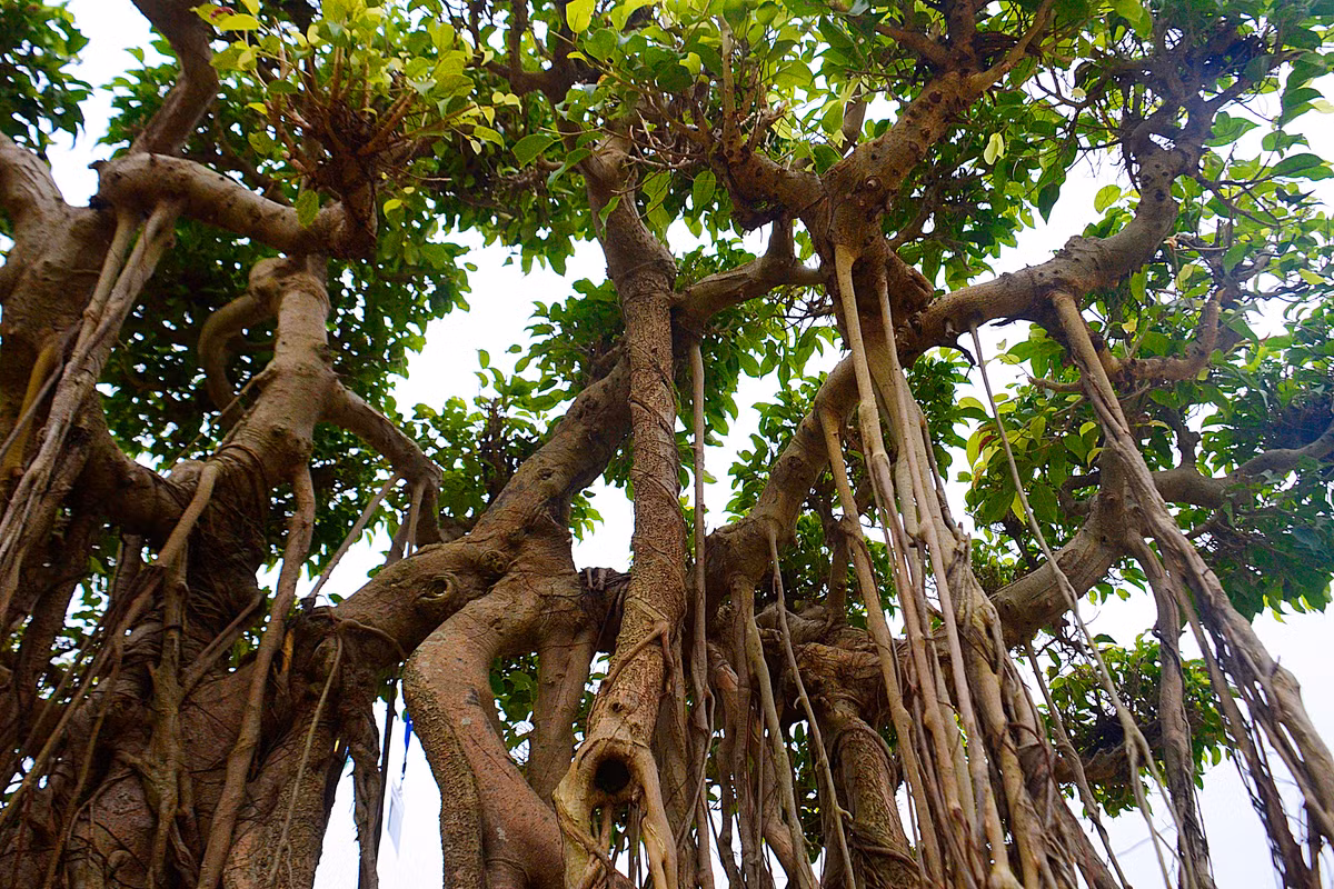 Rễ cây sanh mọc chằng chịt...