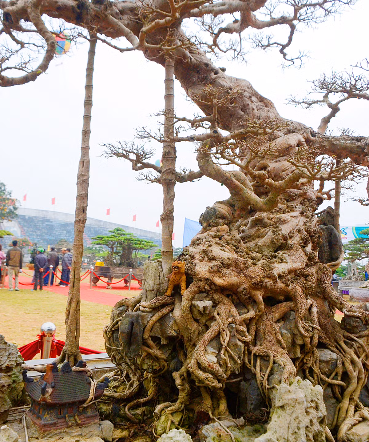 Toàn bộ phần gốc cây và rễ đều nằm nổi trên mặt đất...