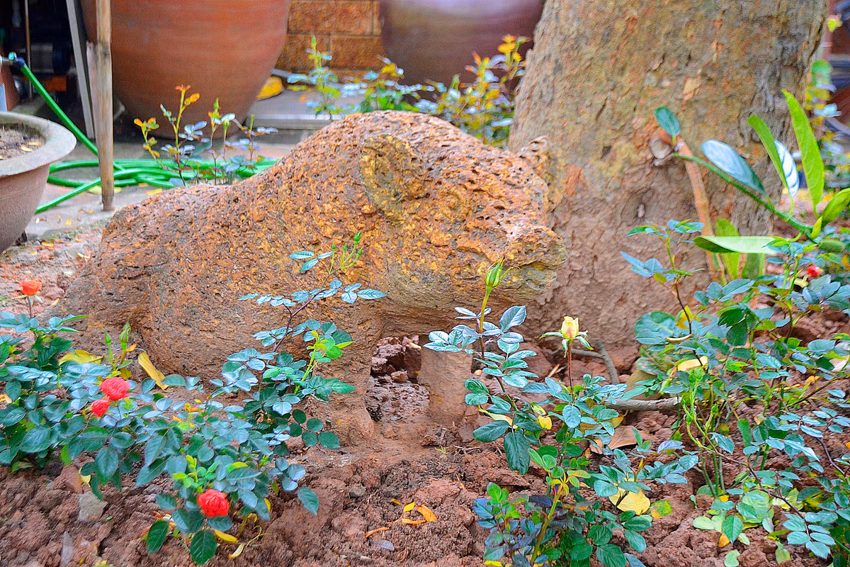 Một chú lợn béo ú dưới gốc cây cổ thụ xen lẫn những cây hoa hồng đỏ thắm.