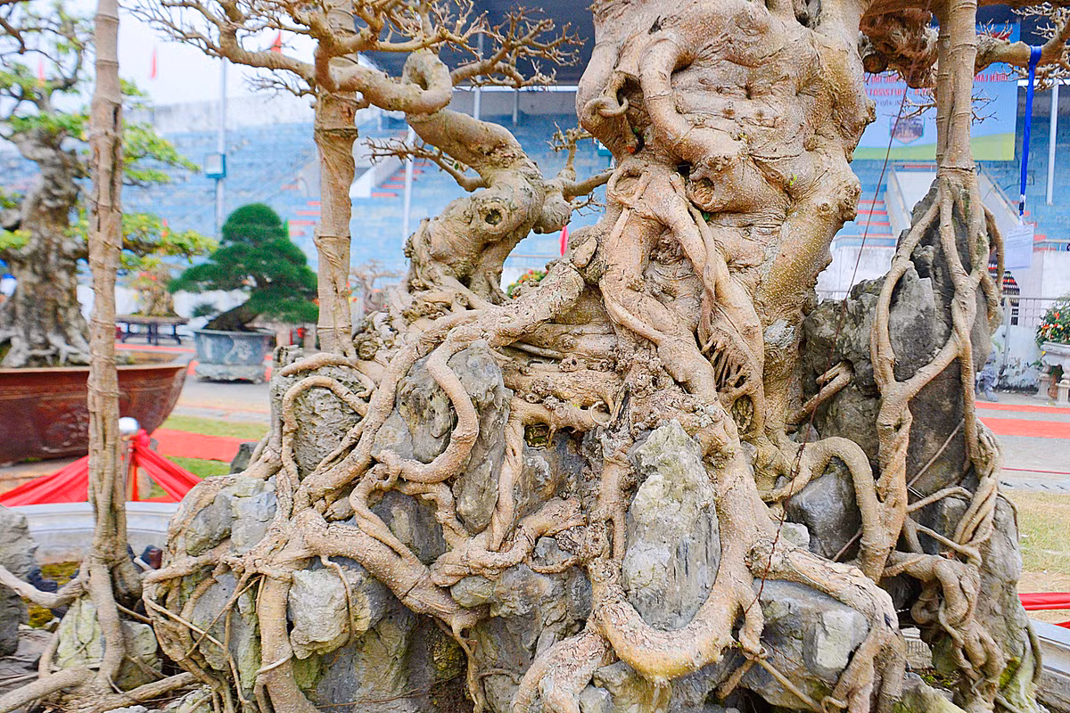 Theo ông Hòa, để tạo dáng “long” cho một cây không phải là điều đơn giản và tốn nhiều công sức cũng như thời gian.