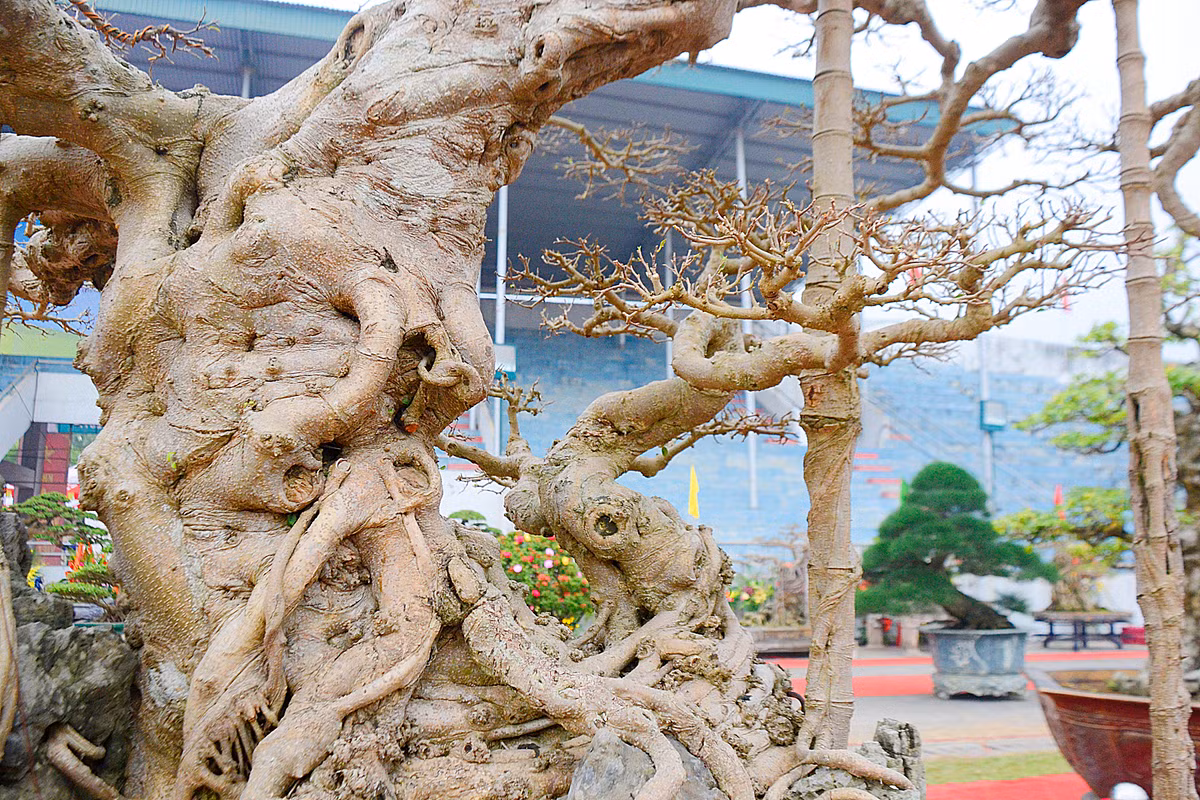 Ông Hòa cho biết, cây sanh cổ này được ông mua cách đây 15 năm tại Nam Định đem về chăm sóc, cắt tỉa tới bây giờ.