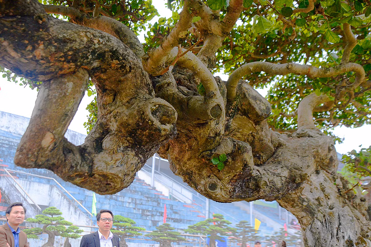 Với thế độc, không chỉ những người biết chơi cây phải trầm trồ khen ngợi mà bất cứ một người nào nhìn thấy cây duối thế "long đàn phượng vũ" này cũng phải ngỡ ngàng và bị thu hút bởi vẻ đẹp của nó.