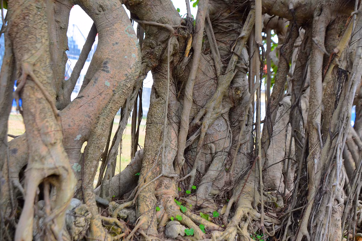 ... giao đầu tranh hạt minh châu nằm ở giữa.