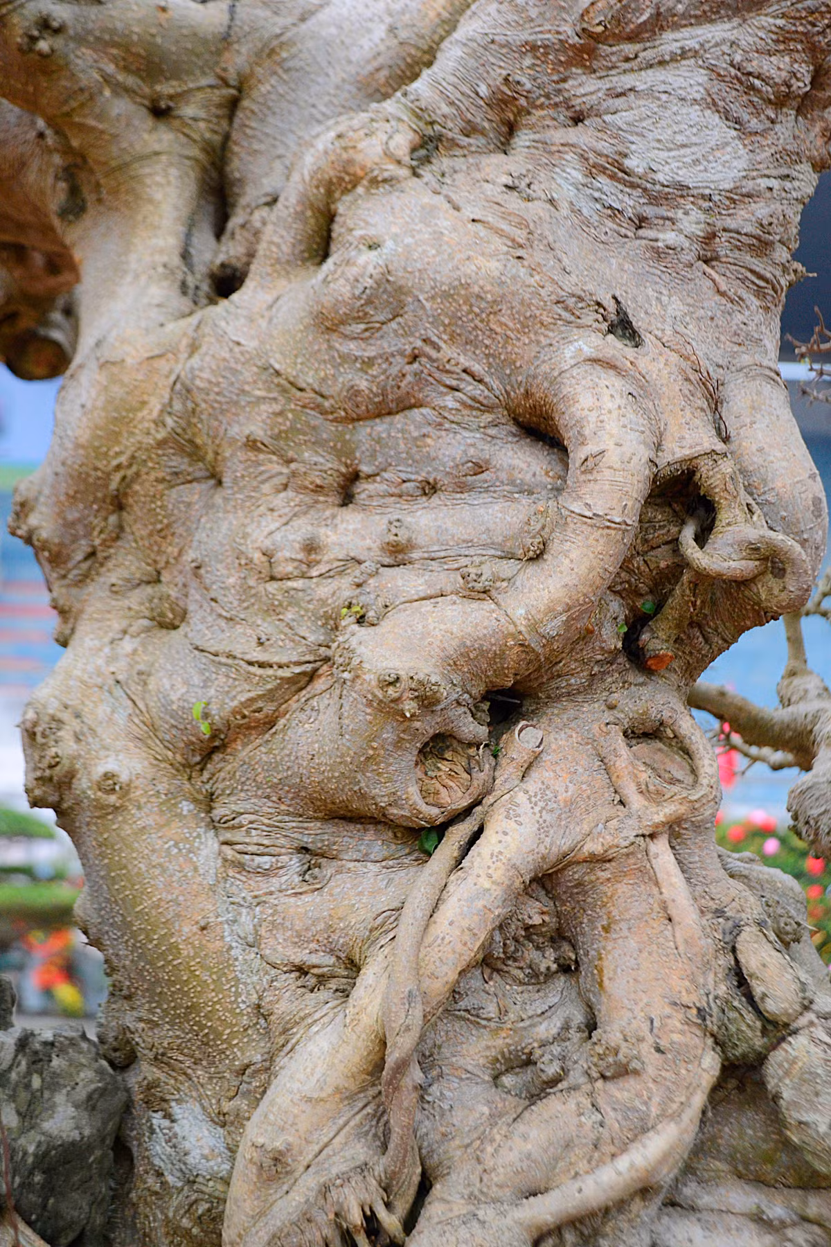 Năm 1998, vị đại gia này đã chi gần 400 triệu để mua đứt cây sanh cổ thụ ở Bắc Ninh.