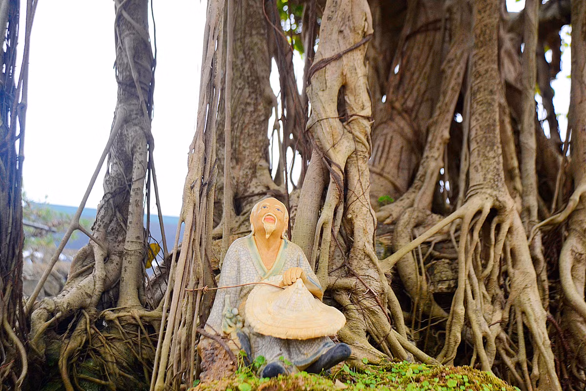 Những cây sanh cổ đặc biệt như thế này rất khó tìm, chỉ đếm trên đầu ngón tay.