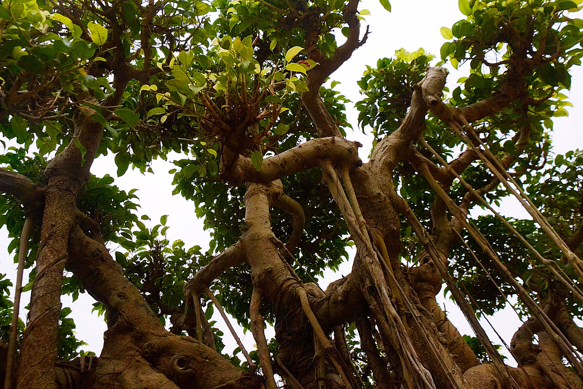 ... thể hiện được sức mạnh của hai "bá chủ" đang ngầm tranh đoạt viên minh châu.