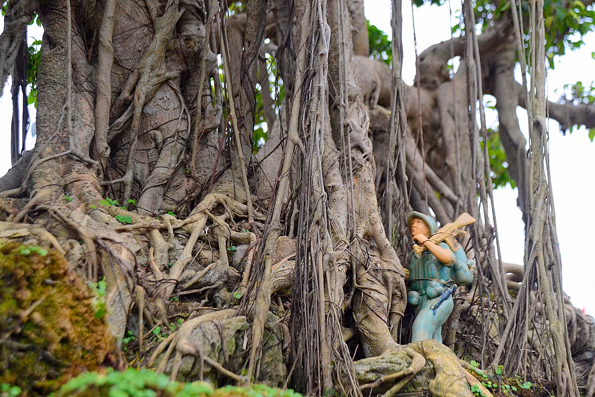 Nếu chỉ nhìn qua sẽ không thấy được hết được vẻ đẹp của cây.