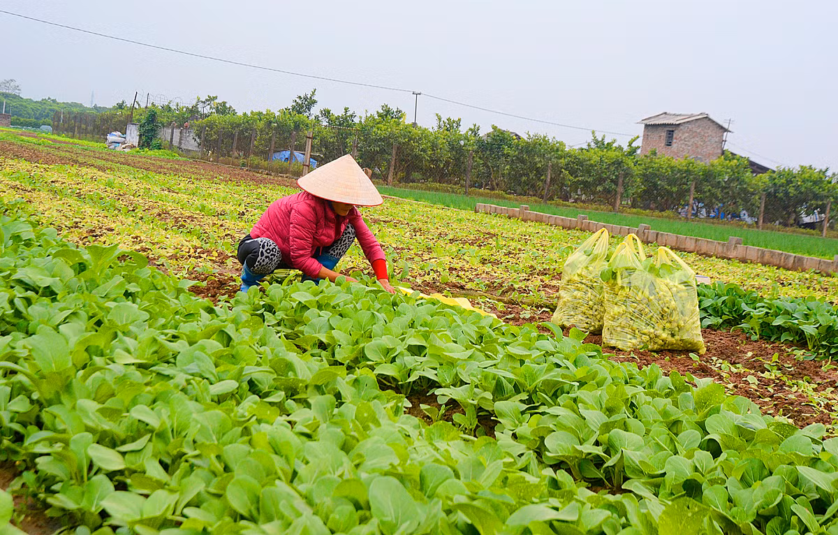 Thời điểm này ở Văn Giang, bờ bãi đã phủ màu xanh mơn mởn của cải non, hành hẹ... lẫn trong sắc đỏ rực rỡ của cà chua.