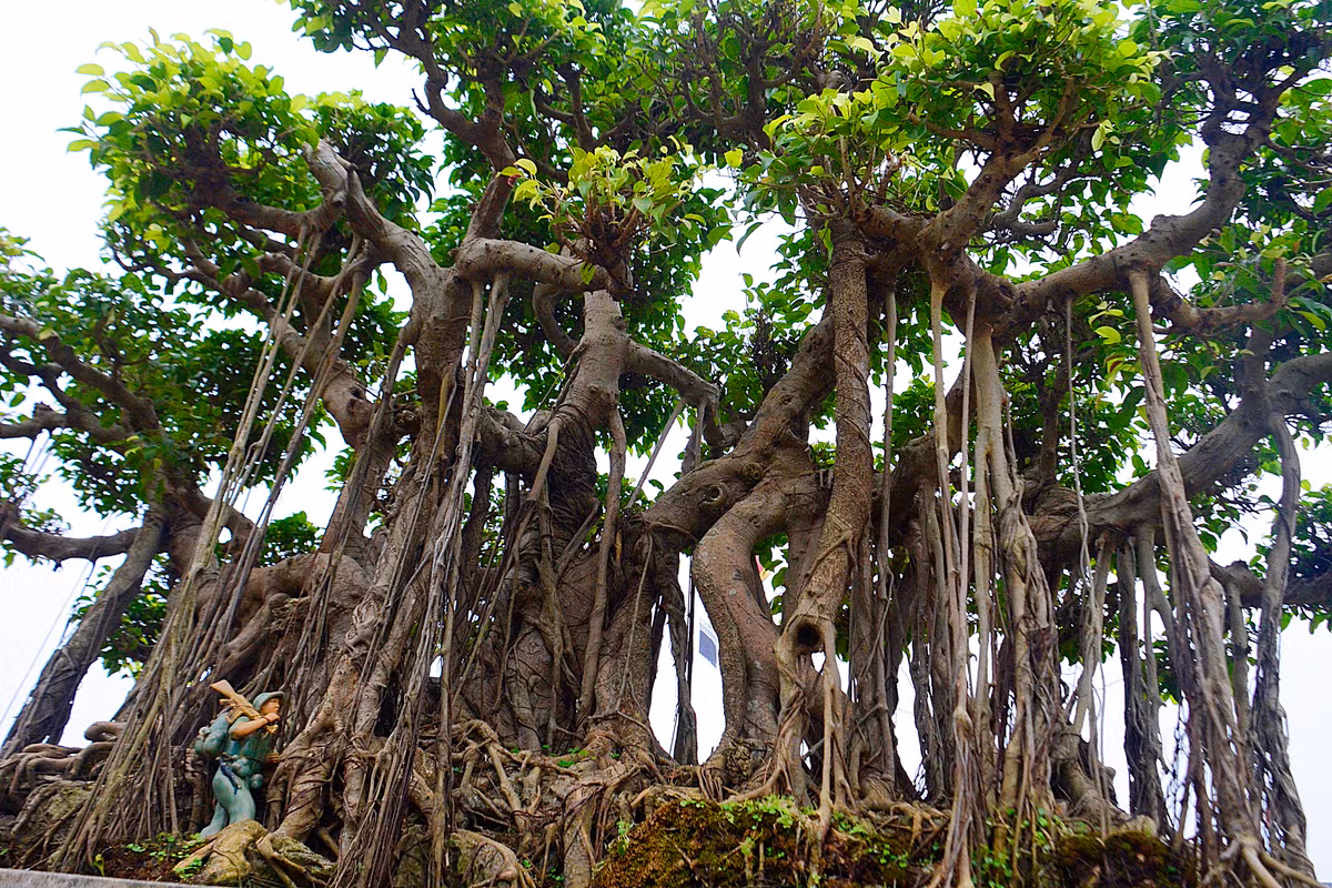 Ngoài vẻ đẹp cổ kính, cây sanh cổ này có nhiều thân nhỏ.