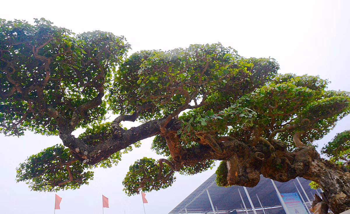 Các cành hậu thân uốn làm đầu và đuôi chim phượng.