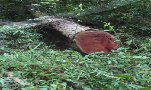 Can bo pha rung va su roi tra!