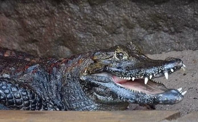 Cặp cá sấu giao phối suốt nửa thế kỷ nhưng không có con - Hình 2 Cap ca sau giao phoi suot nua the ky nhung khong co con-Hinh-2