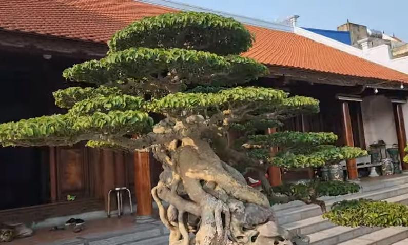 Thanh nien tre bo 35 ty mua cay sanh co 