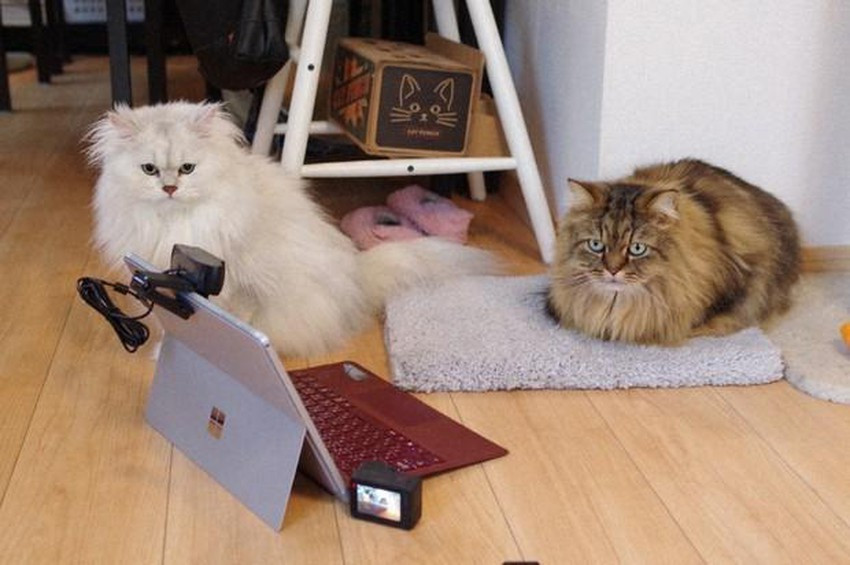 Kha nang lang nghe va ghi nho ten day kinh ngac cua loai meo