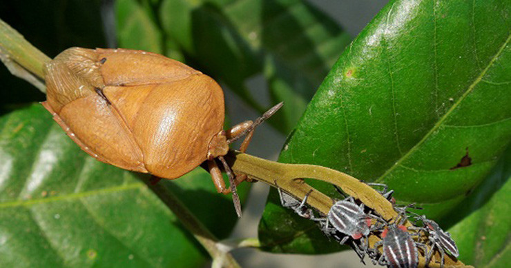 Ở nhiều quán nhậu tại Hà Nội, mỗi đĩa bọ xít rang lá chanh bán với giá từ 100-150 nghìn đồng