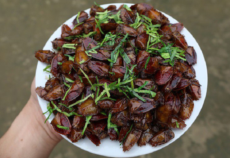 Thế nhưng, ở Sơn La, loại bọ xít sống trên cây nhãn, vải lại được nhiều người yêu thích, dùng làm mồi nhậu.