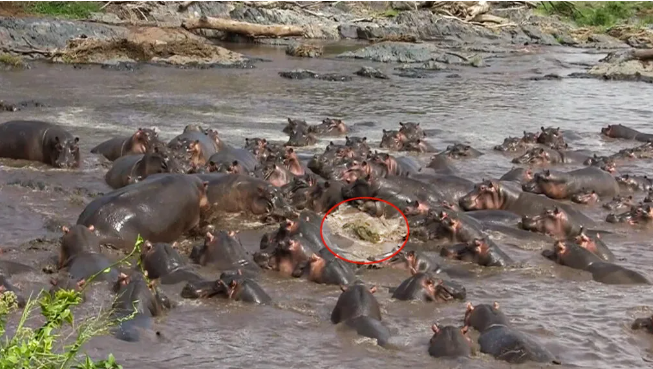 Hơn 30 con hà mã tấn công một con cá sấu Hon 30 con ha ma tan cong mot con ca sau