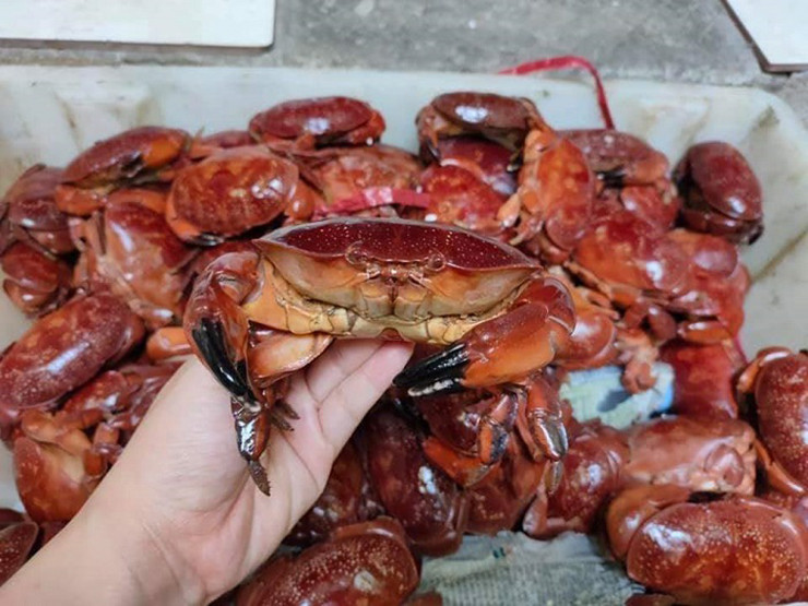 Cua cù kỳ có thể dễ dàng được nhận ra bởi mai màu nâu, mắt xanh lá cây và hai càng rất to.