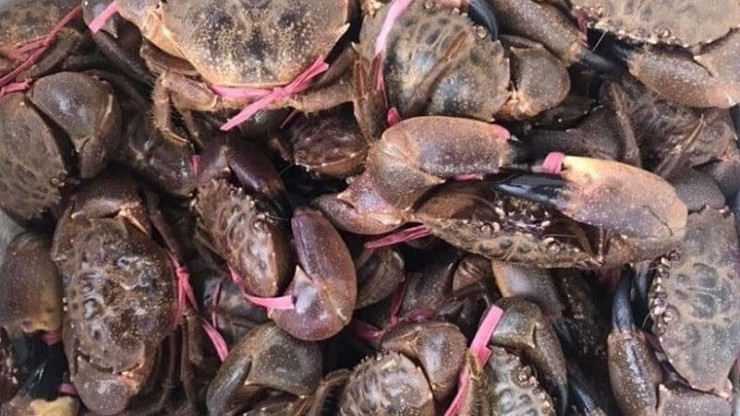 Sau khi khai thác, cù kỳ được phân loại rồi bán cho thương lái. Nếu đúng mùa, 1 ngày mỗi người có thể khai thác được 7-10kg cù kỳ nhưng công việc này cũng khá vất vả, nhọc nhằn.