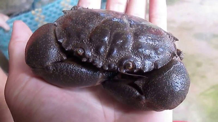 Tuy có tên kỳ cục nhưng con cù kỳ lại có thể chế biến thành nhiều món ngon, thịt ngon hơn ghẹ, giá rẻ hơn cua và rất được các du khách ưa chuộng.