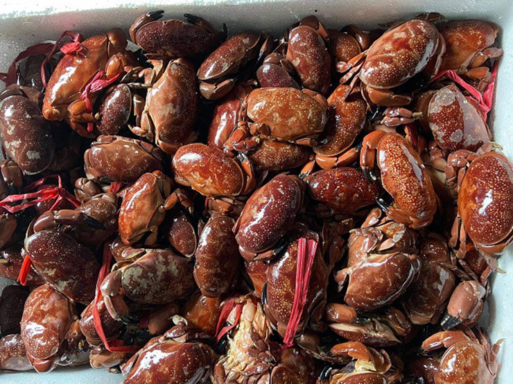 Cù kỳ ngon nhất vào tháng 3-4, lúc đó cù kỳ mang gạch (trứng), thịt chắc, dày.