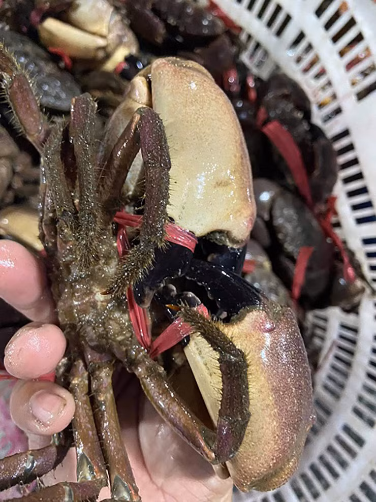 Mỗi kg cù kỳ đen có giá từ 190.000-250.000 đồng/kg, tùy mùa với size từ 3-5 con/kg.