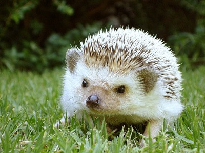 Nhung loai dong vat quen thuoc lang que Viet Nam dan bien mat-Hinh-3