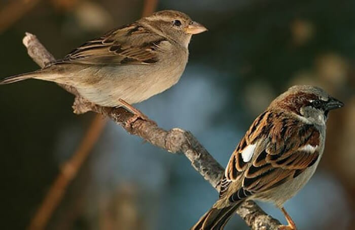 Nhung loai dong vat quen thuoc lang que Viet Nam dan bien mat