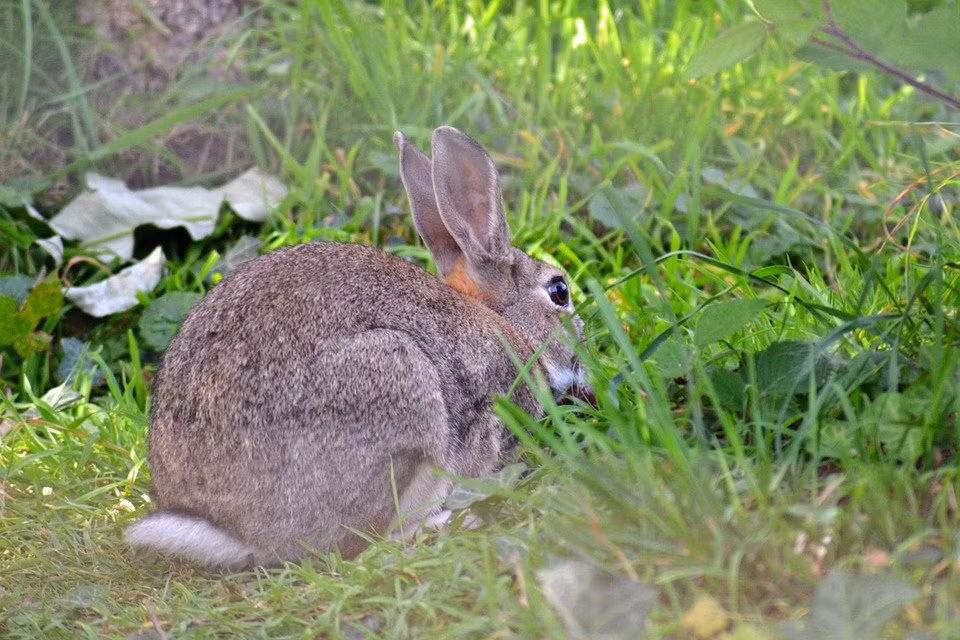 Nhung loai dong vat quen thuoc lang que Viet Nam dan bien mat-Hinh-4