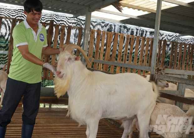 Nuôi giống dê Saanen, thu tiền tỷ mỗi năm từ bán sữa - Hình 2 Nuoi giong de Saanen, thu tien ty moi nam tu ban sua-Hinh-2