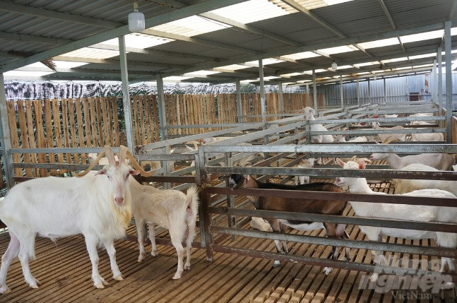 Nuôi giống dê Saanen, thu tiền tỷ mỗi năm từ bán sữa - Hình 3 Nuoi giong de Saanen, thu tien ty moi nam tu ban sua-Hinh-3