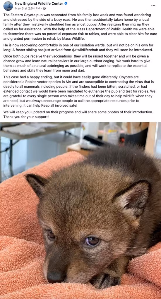 Cứu “chó con” bị lạc, nuôi được 1 ngày mới biết về thân phận Cuu “cho con” bi lac, nuoi duoc 1 ngay moi biet ve than phan