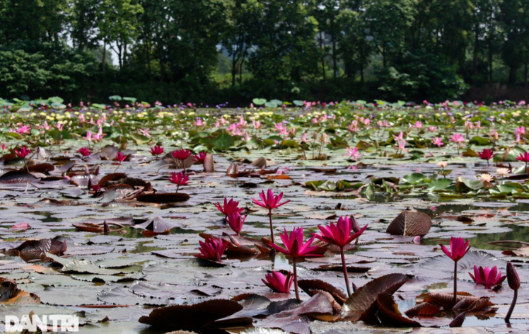 Còn tại đầm của Trung tâm Thực nghiệm và Đào tạo nghề Học viện Nông nghiệp Việt Nam, những đầm hoa súng nở tuyệt đẹp với đa dạng màu sắc.