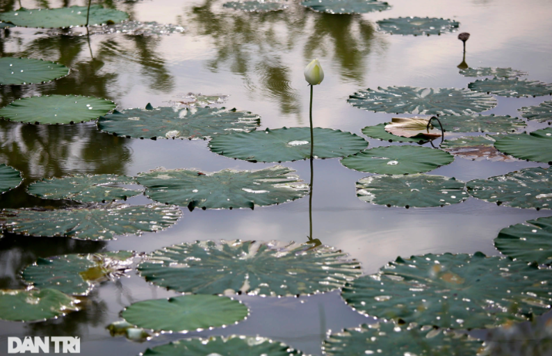 "Dáng đứng" của một bông hoa sen trắng dưới ánh hoàng hôn.